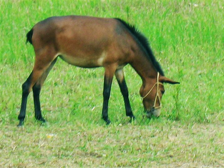 【内蒙古呼和浩特骡子和马的区别是】价格,厂